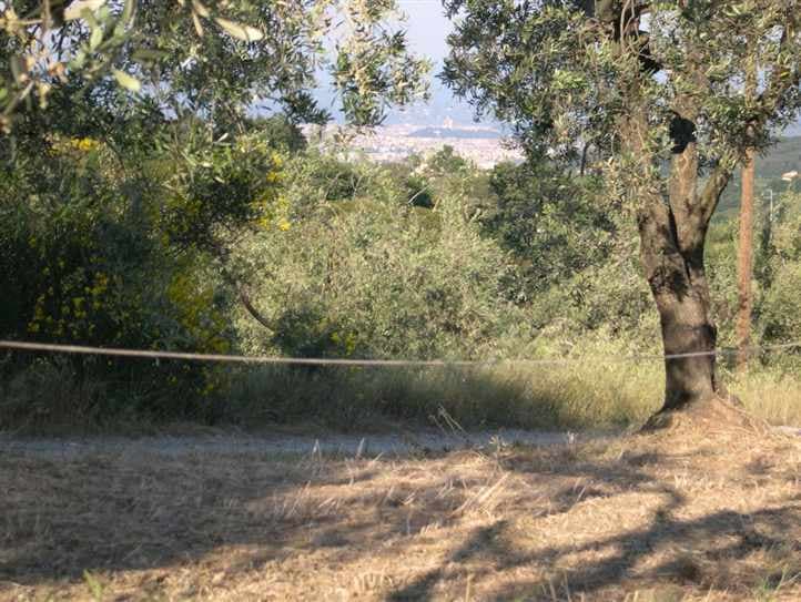 Malmantile oliveto con annesso agricolo 3