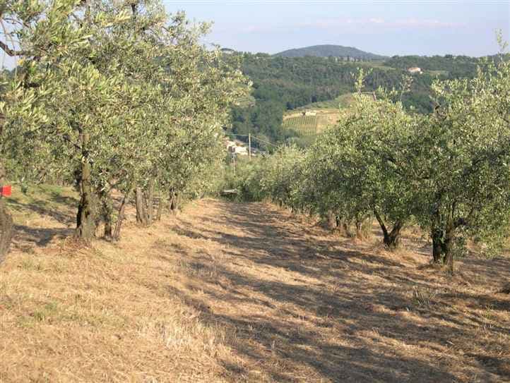 Malmantile oliveto con annesso agricolo 5