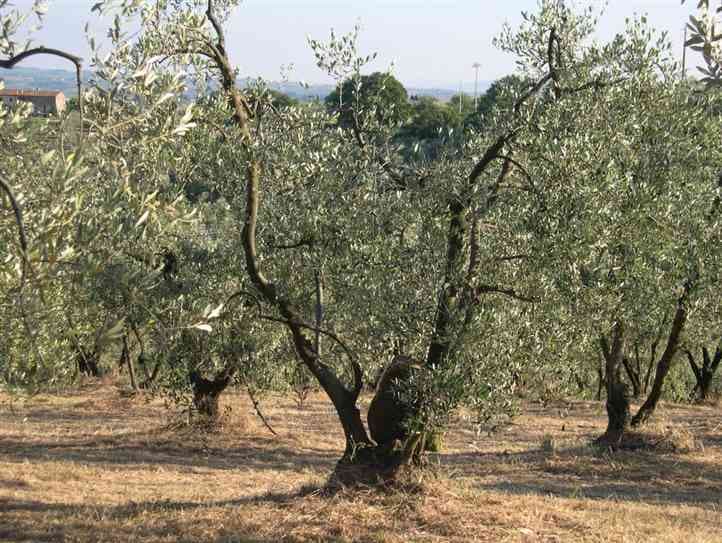 Malmantile oliveto con annesso agricolo 4